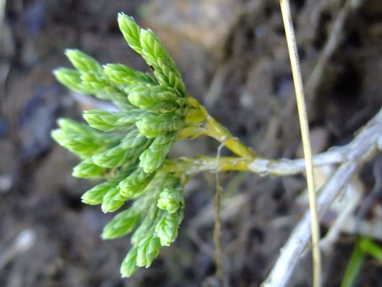 Lycopodium alpinum 7