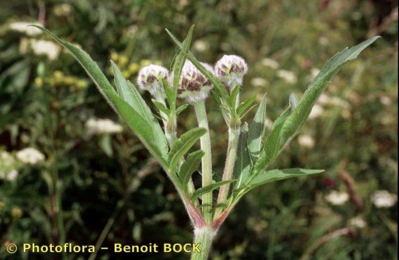Cephalaria alpina 24