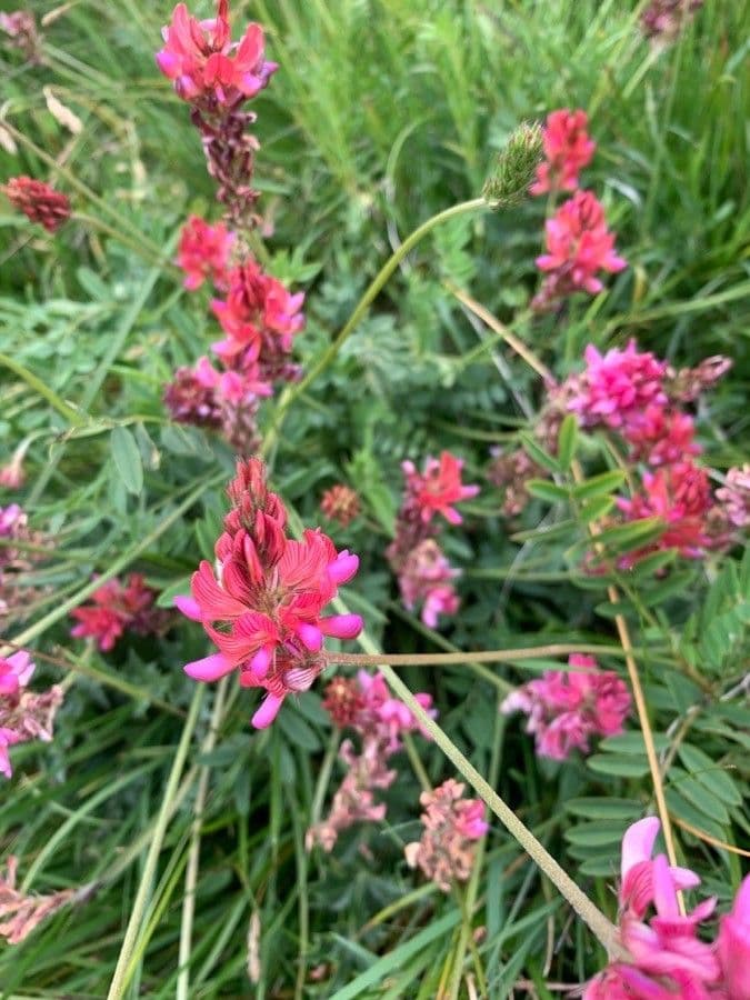 Onobrychis 3