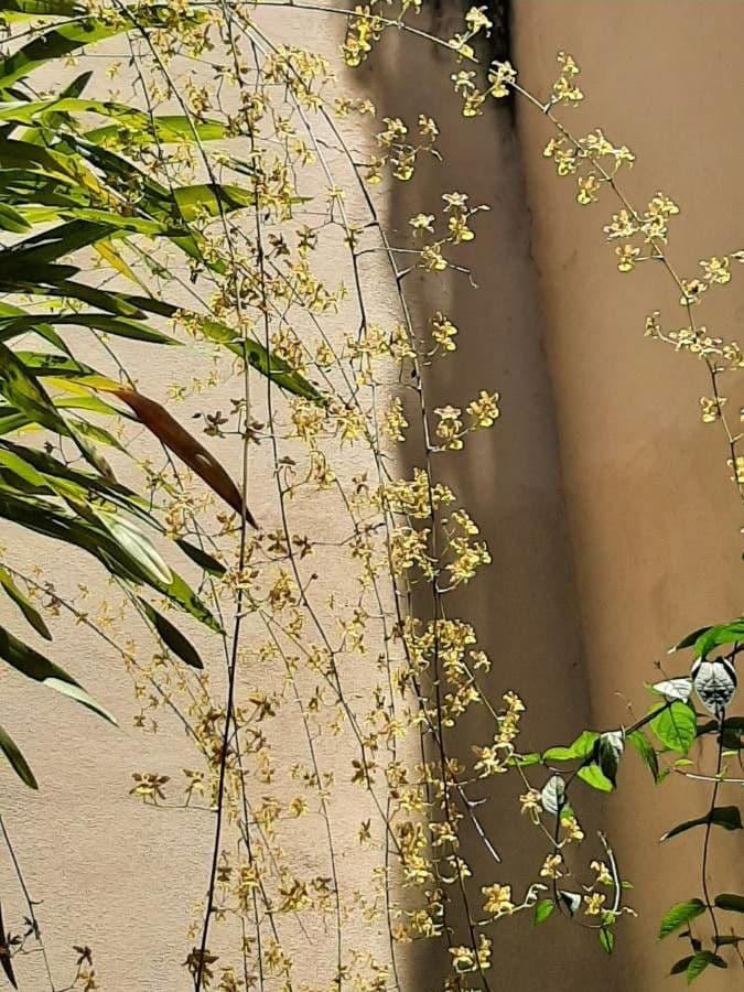Oncidium 4