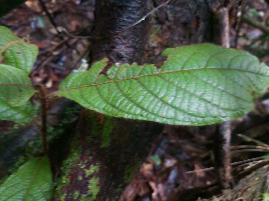 Coccoloba 4