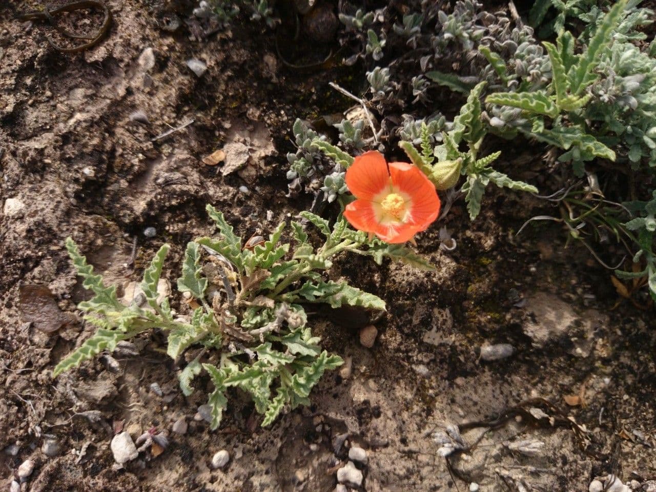 Malva lanza 6