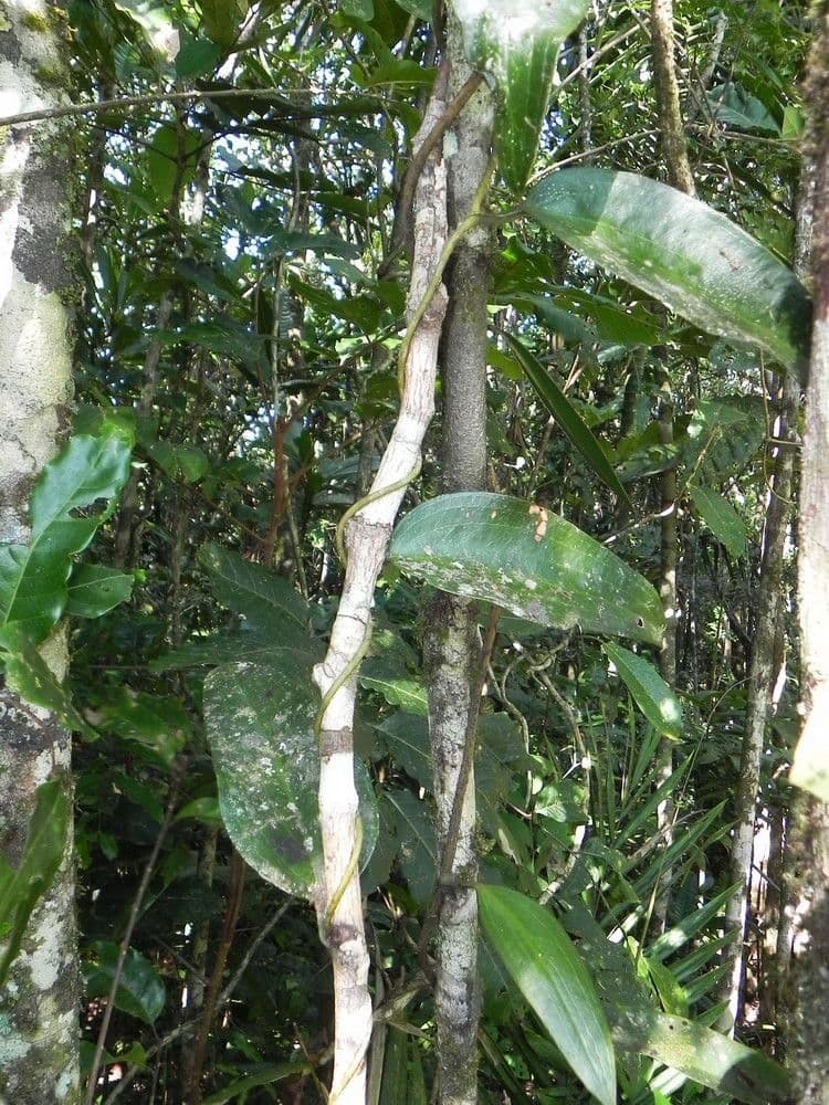 Clematepistephium 11