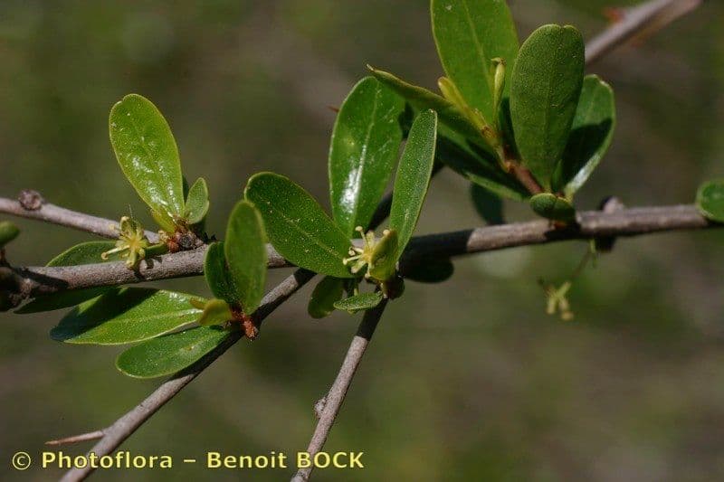 Flueggea tinctoria 27