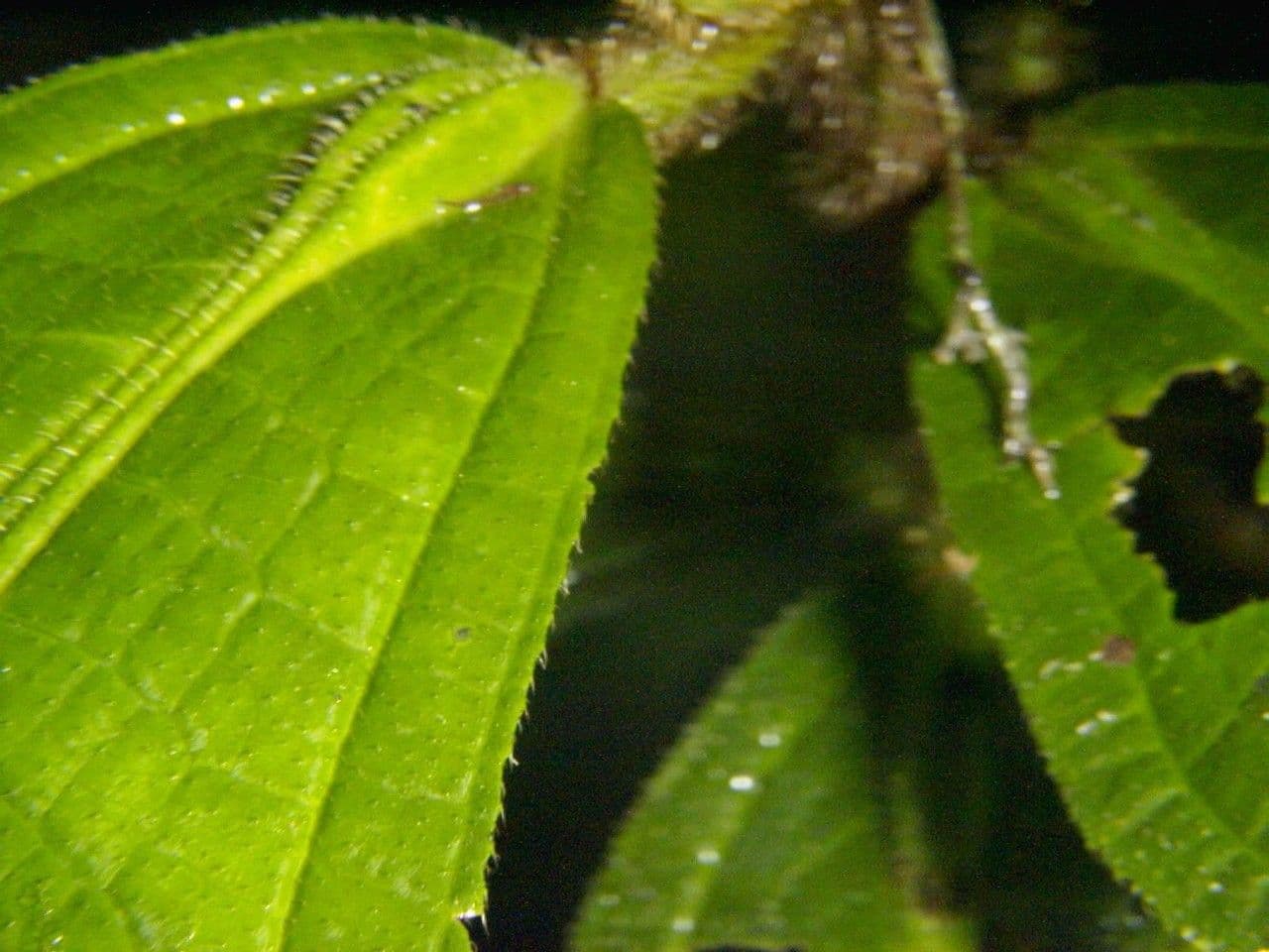 Conostegia 11
