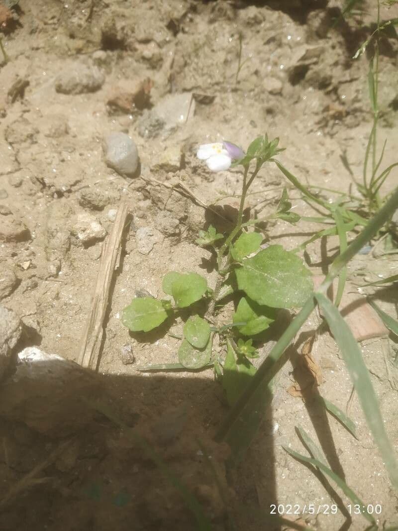 Mazus pumilus 3