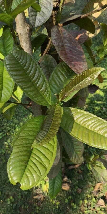 Syzygium 2