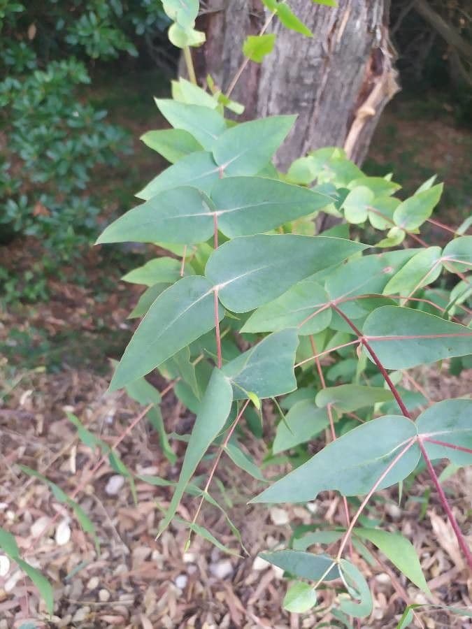 Kandelrinden-Eukalyptus 2
