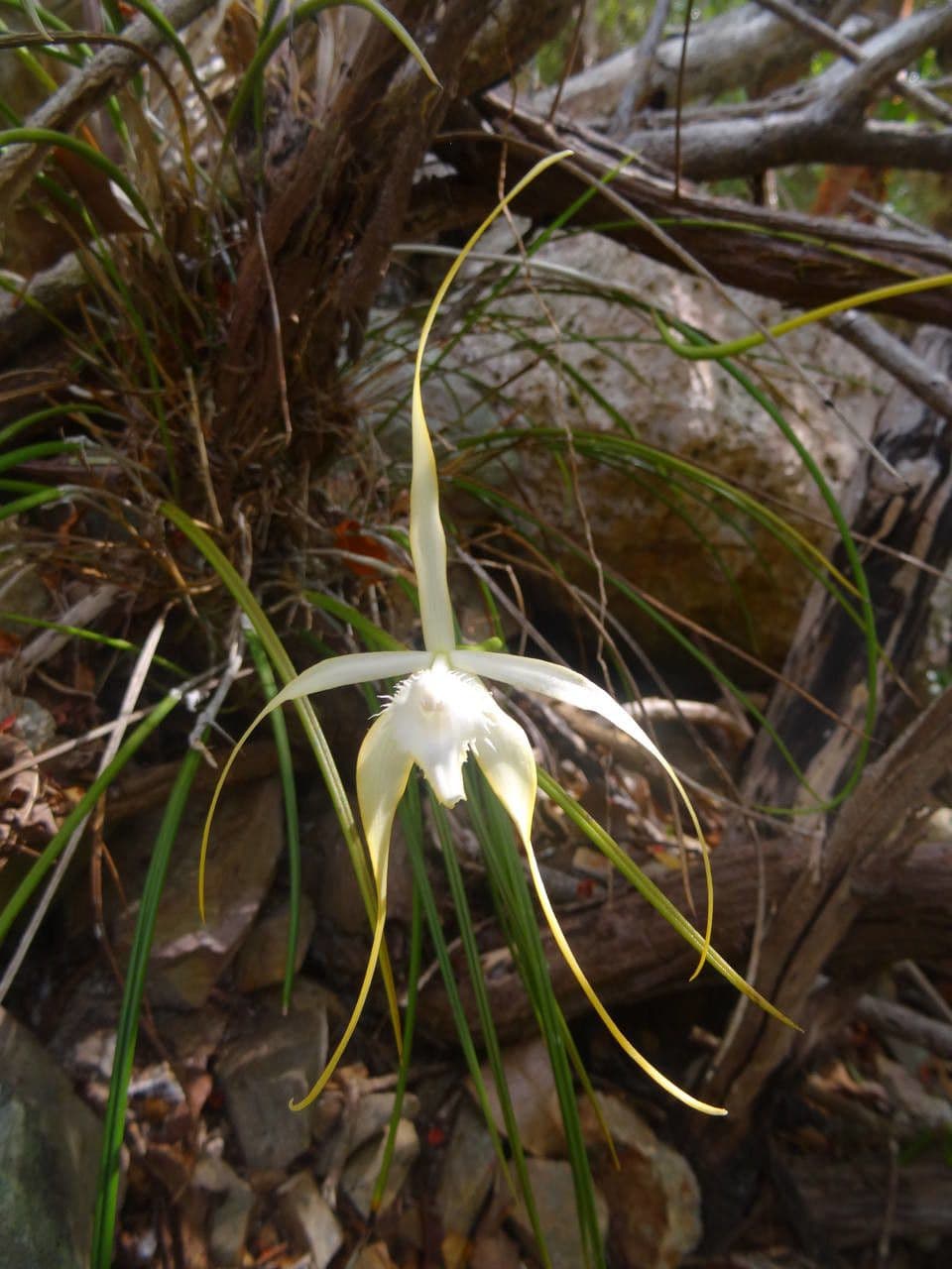 Brassavola 6