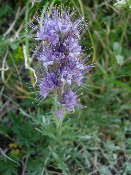 Facelia setosa 4