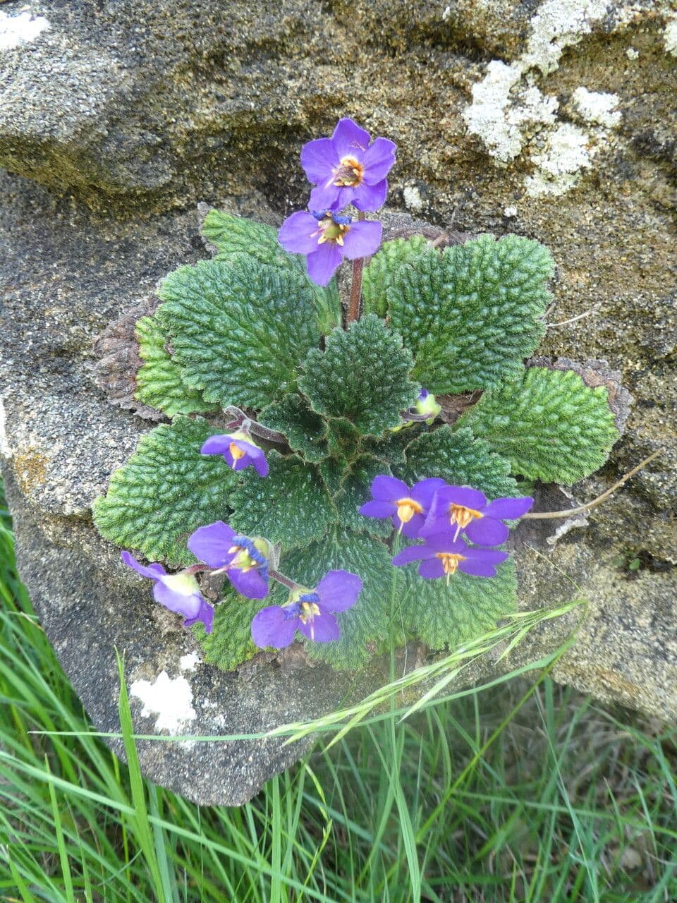 Ramonda Mycona 22
