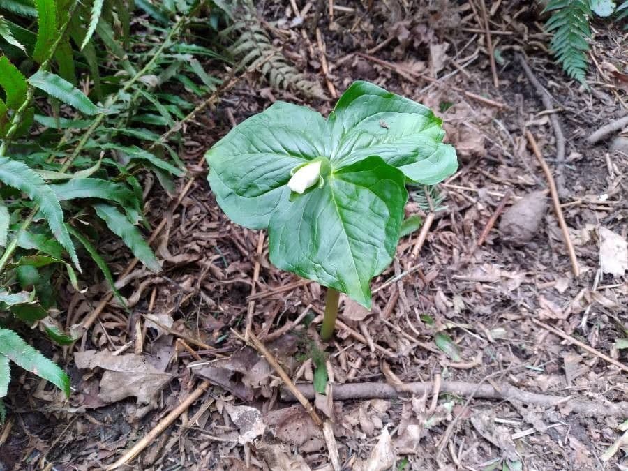 Trillium ovato 16