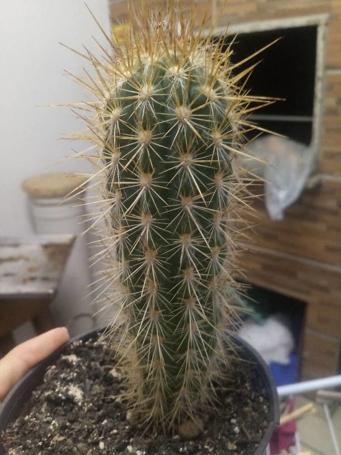 Pilosocereus 2