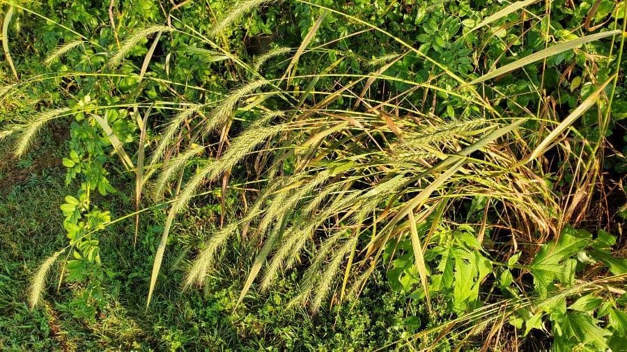 Elymus canadensis 23
