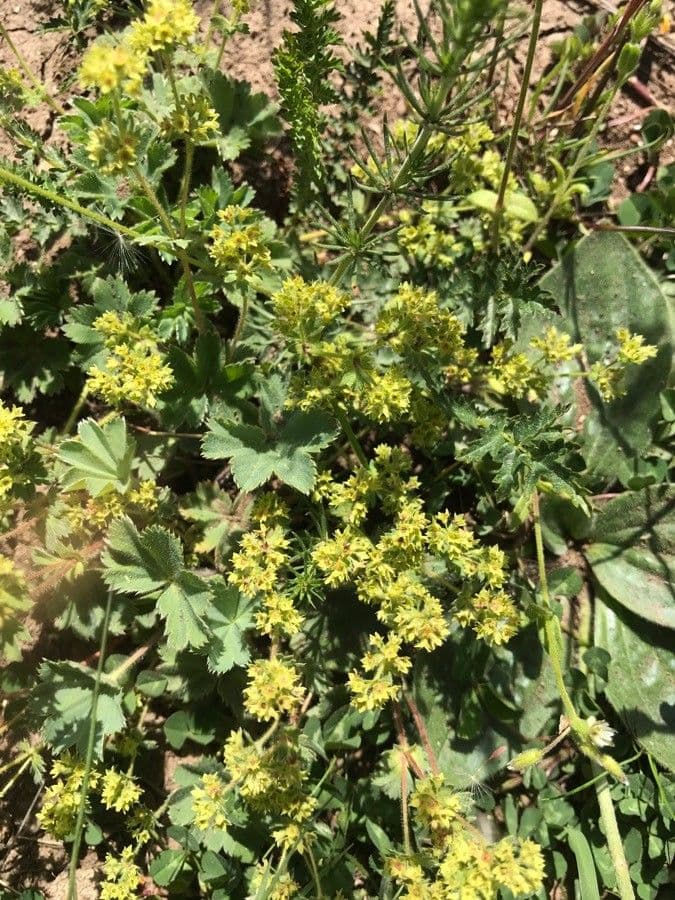 Alchemilla flabellata