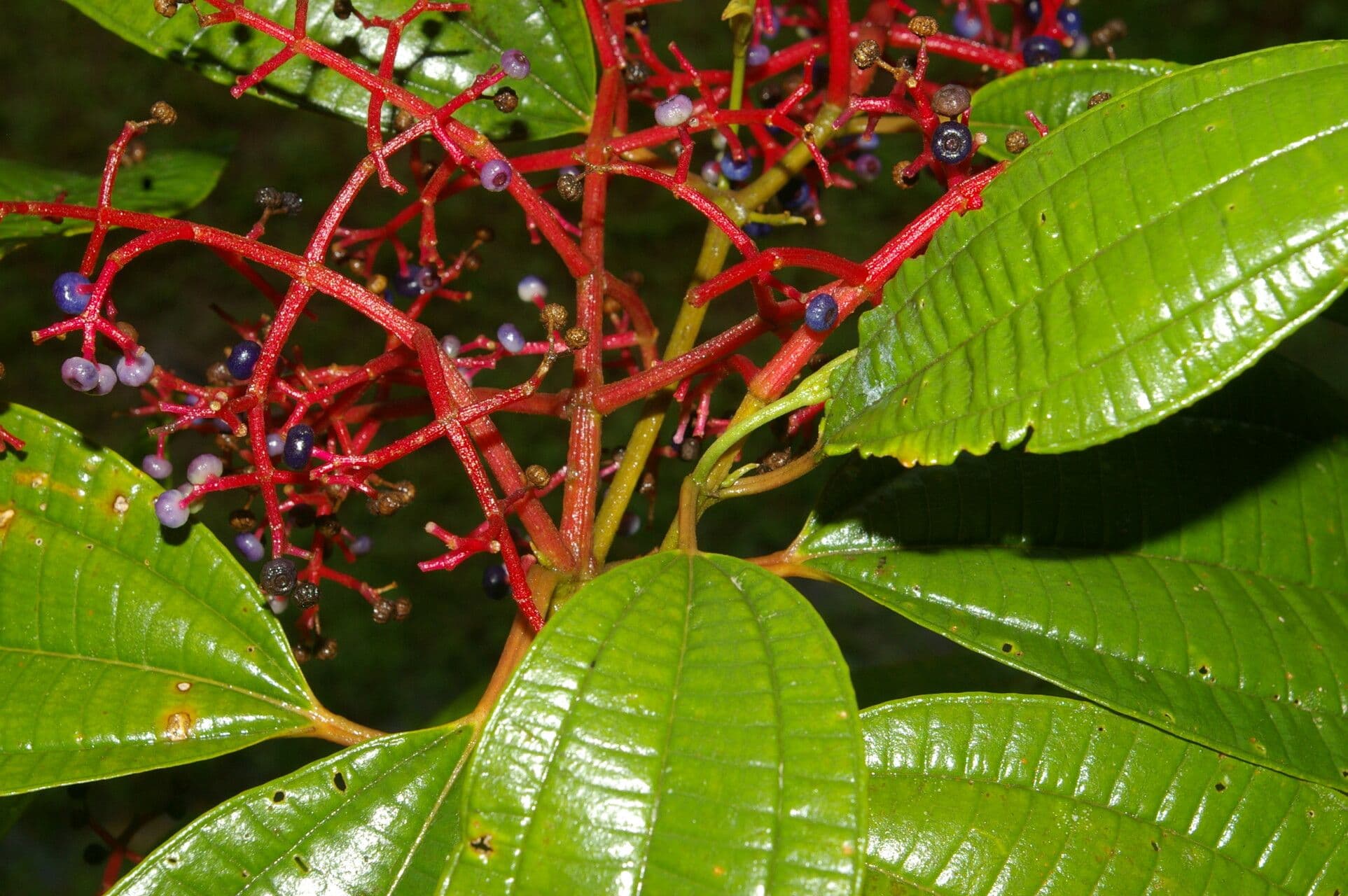 Miconia affine 11