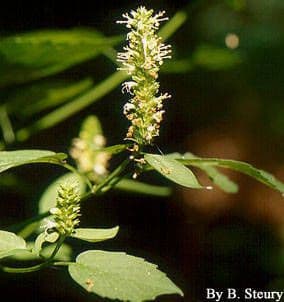 Agastache nepentoide 9