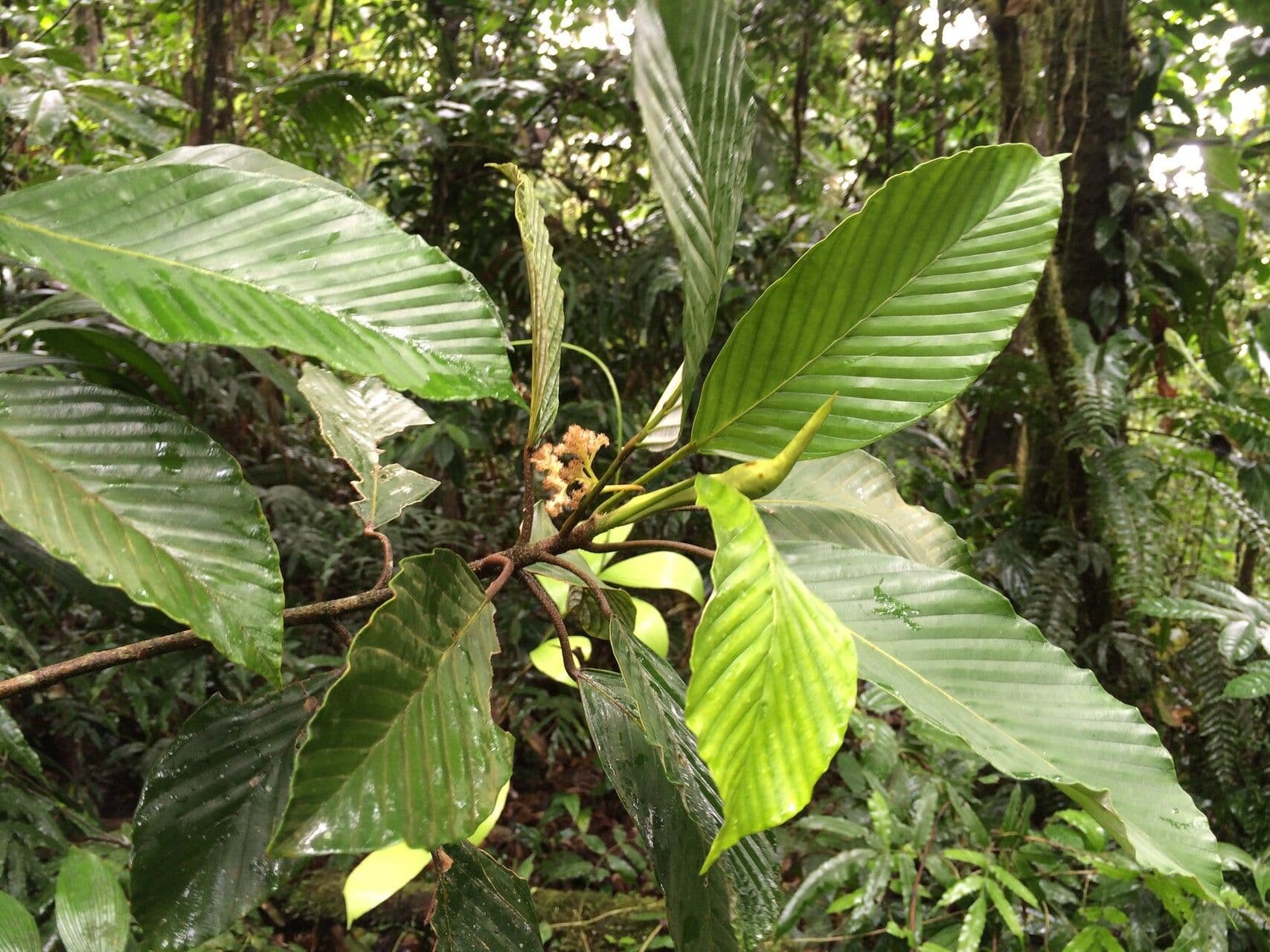 Pourouma 8