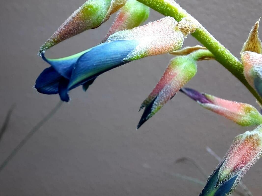 Puya lassa 2