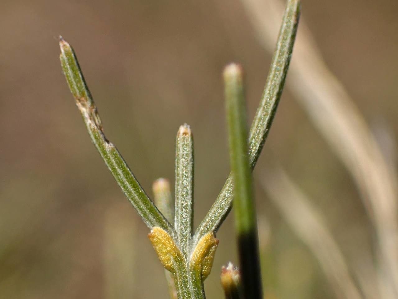 Ginestra radiata 21