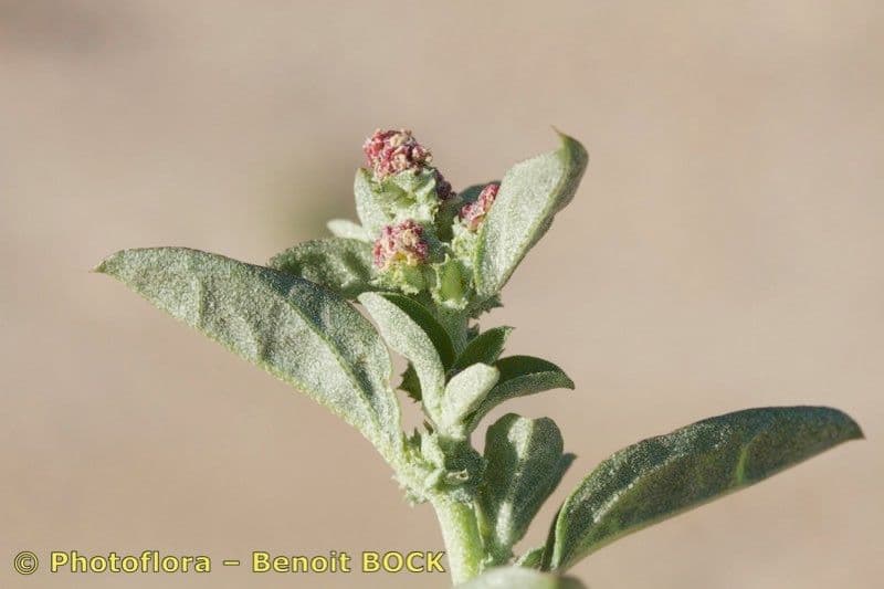 Atriplice rosa 11