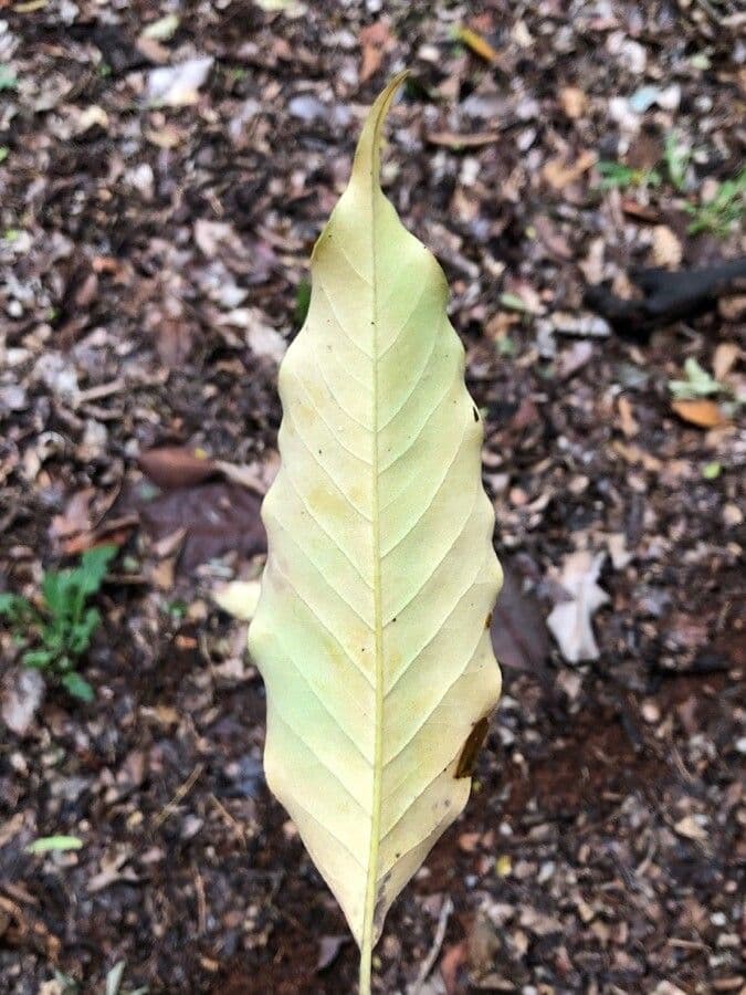Magnolia champaca 17