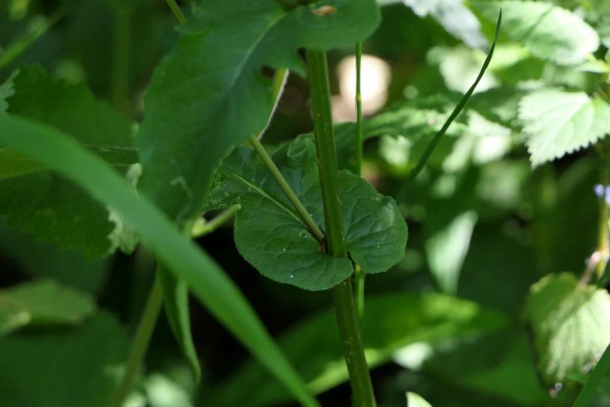 Radicchiella 11