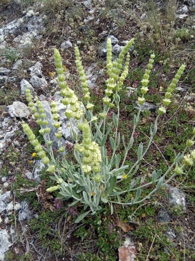 Ironwort