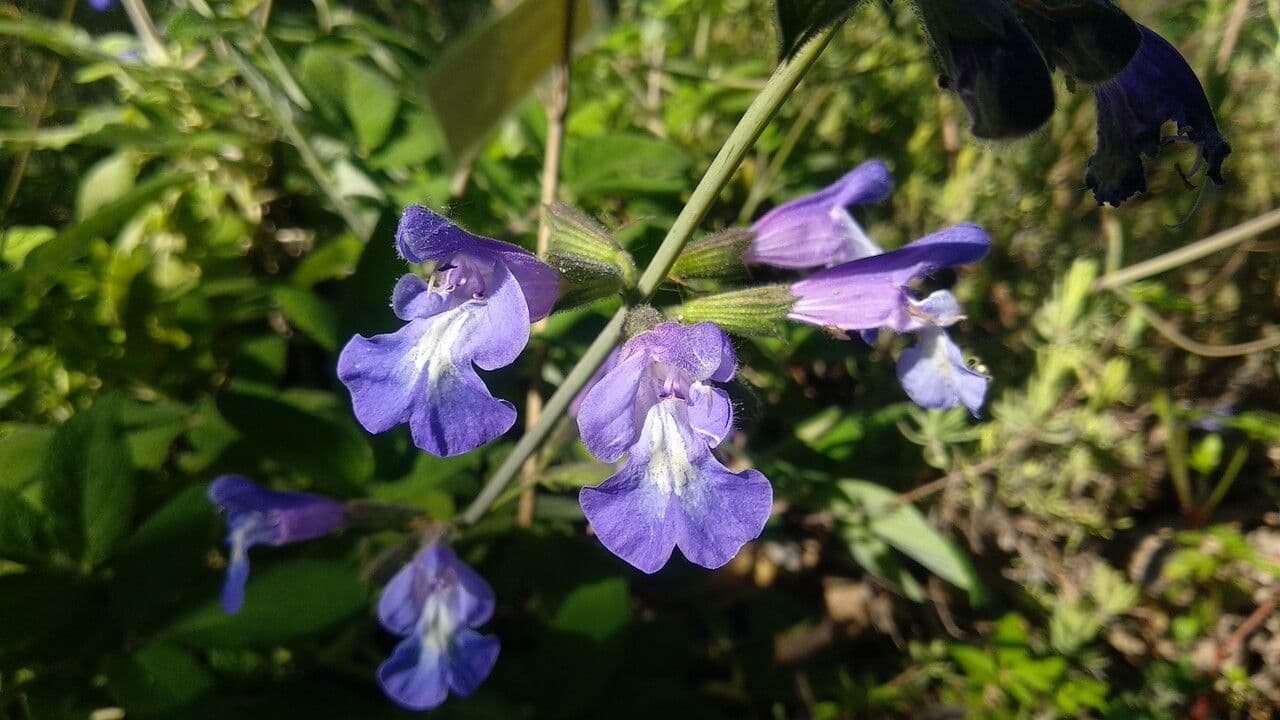 Salbei 3