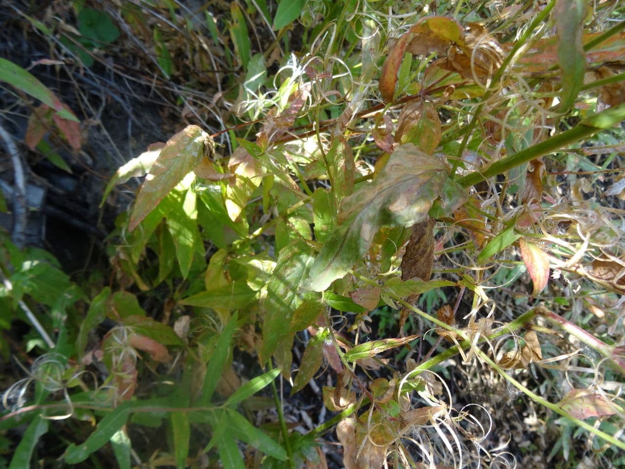 Epilobium lactiflorum 10