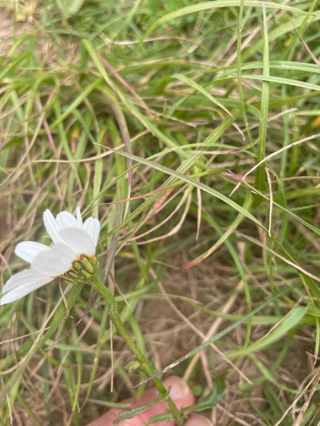 Camomilla 4