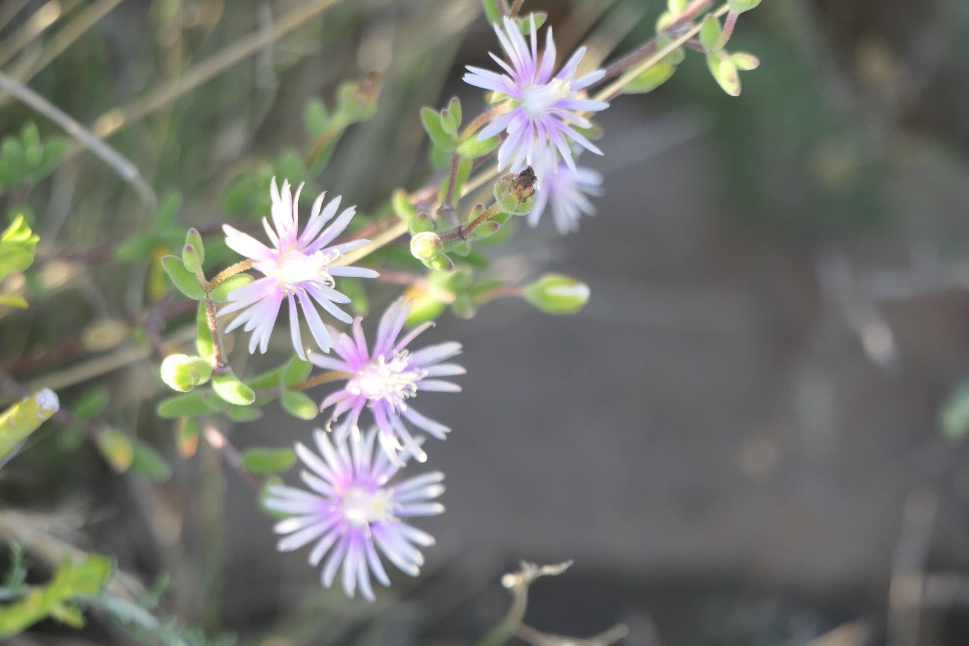 Drosanthemum 2