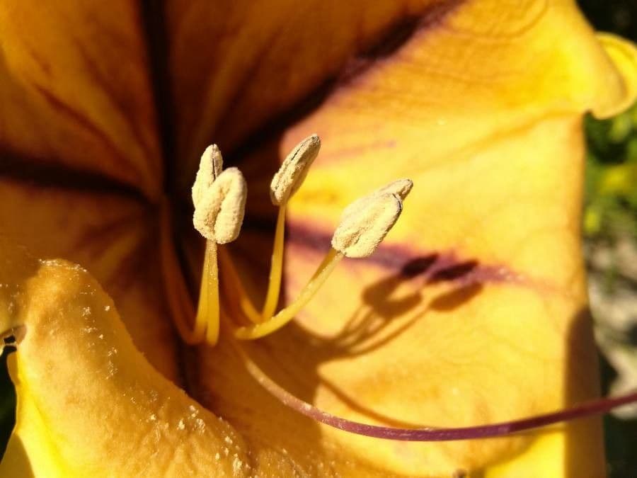 Kelchblume 27