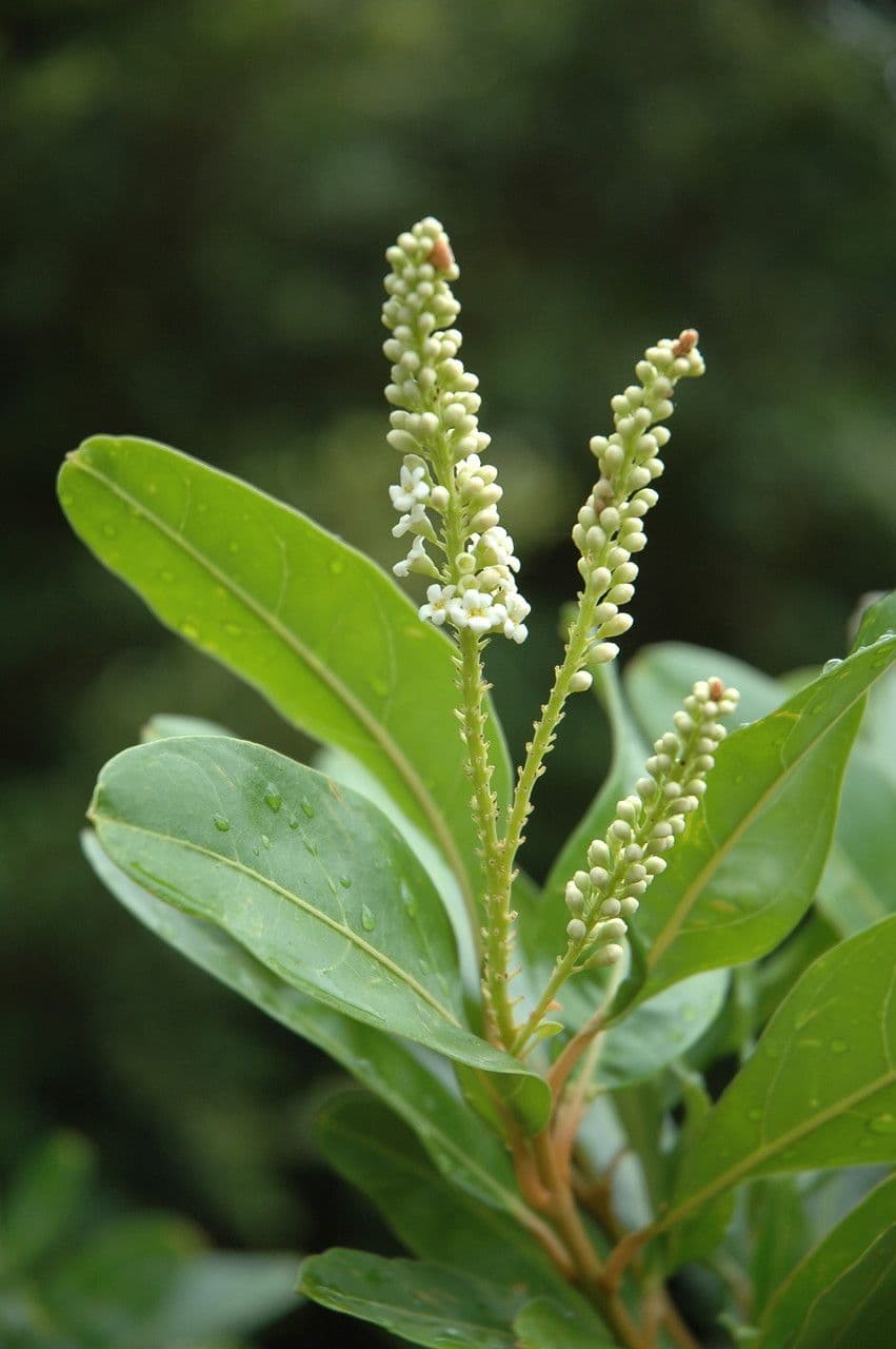 Citharexylum à queue 6
