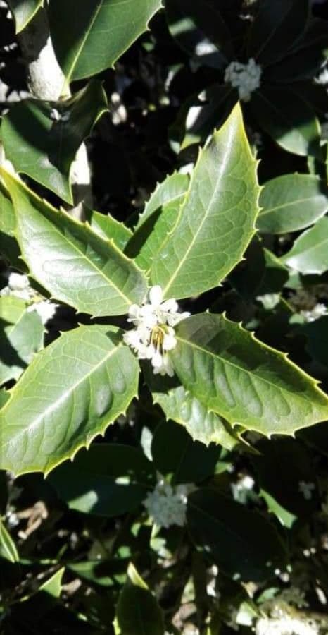 Osmanthus 6