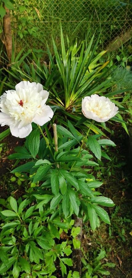 Peonia mascula 6