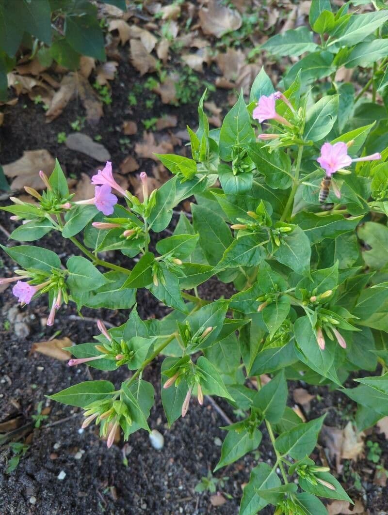 Wunderblume 22