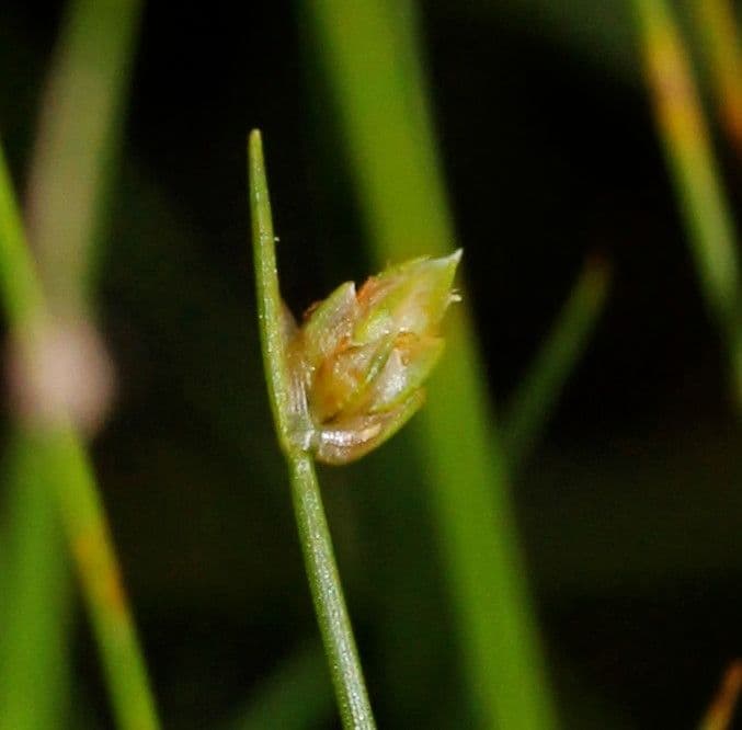 Schoenoplectus setaceus 4