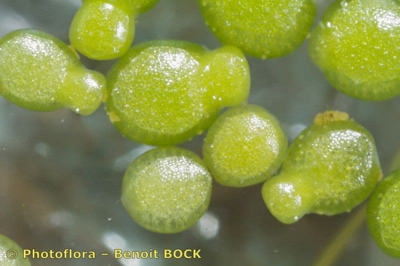 Wolffia arrhiza 2