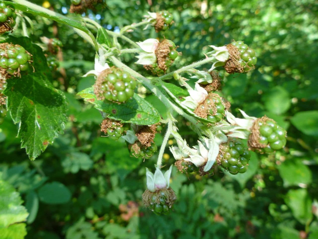 Brombeere 4