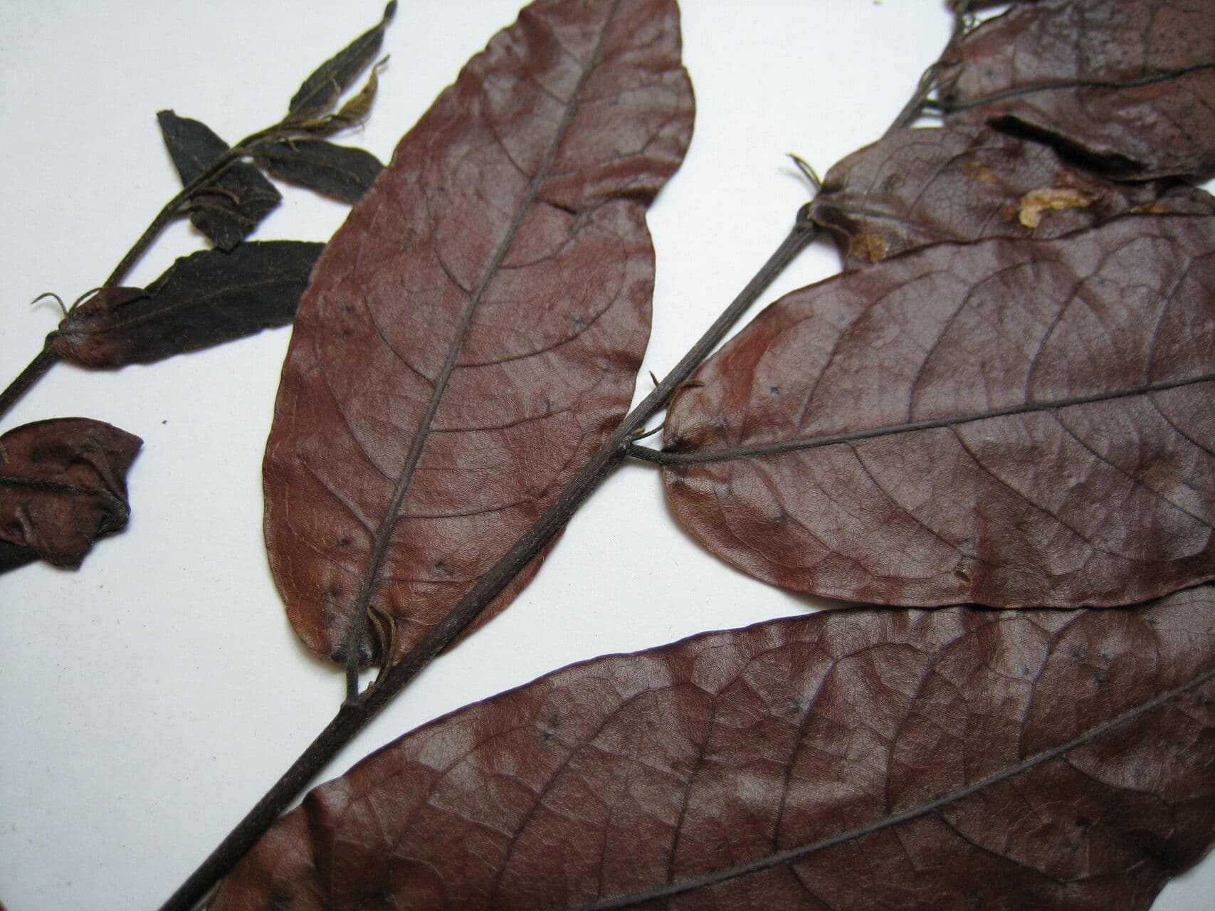 Hirtella 17