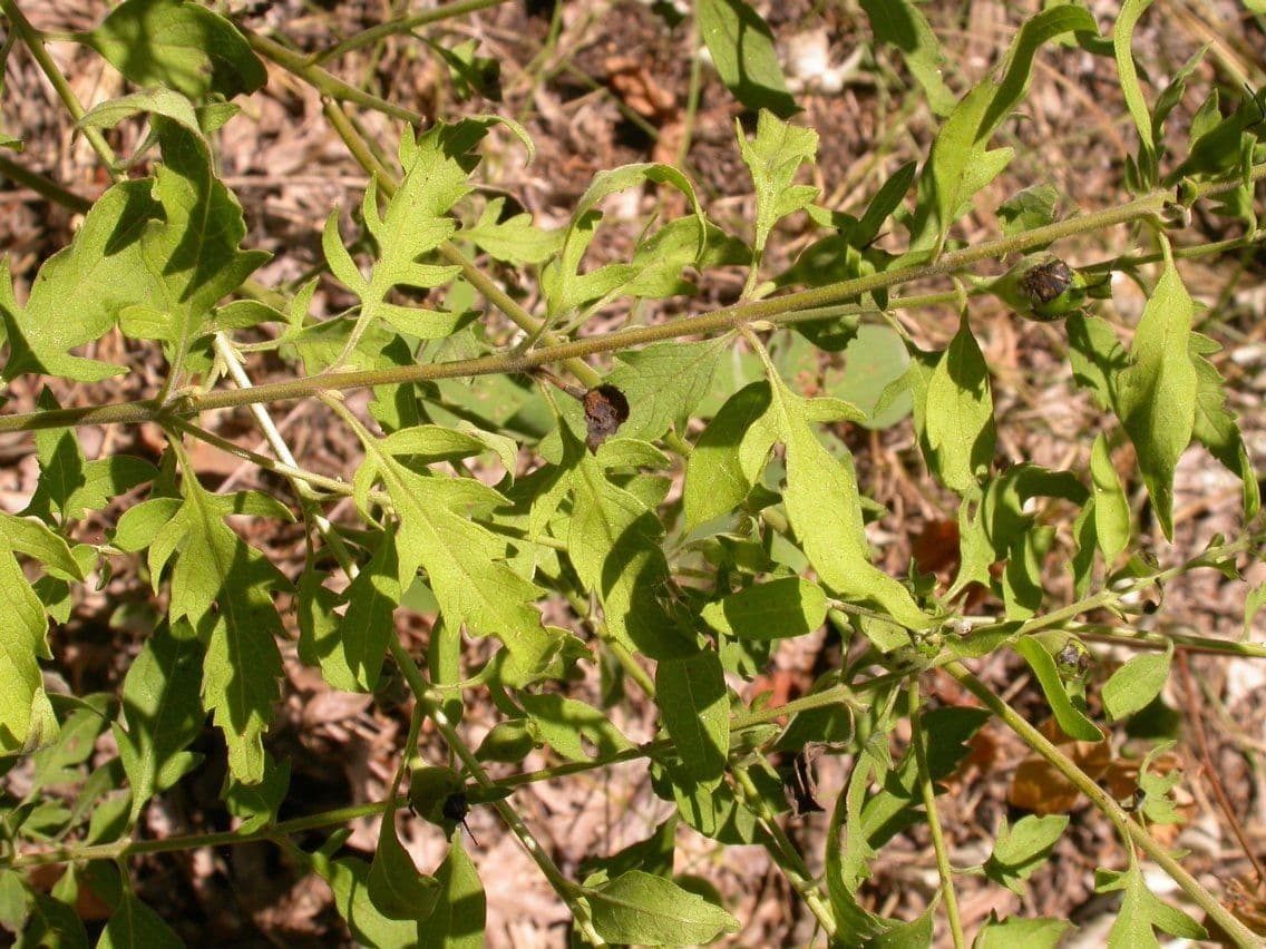 Aureolaria grandiflora 11