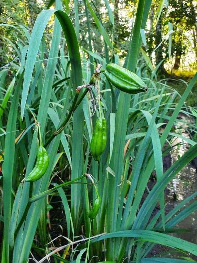 Giaggiolo siberiano 3