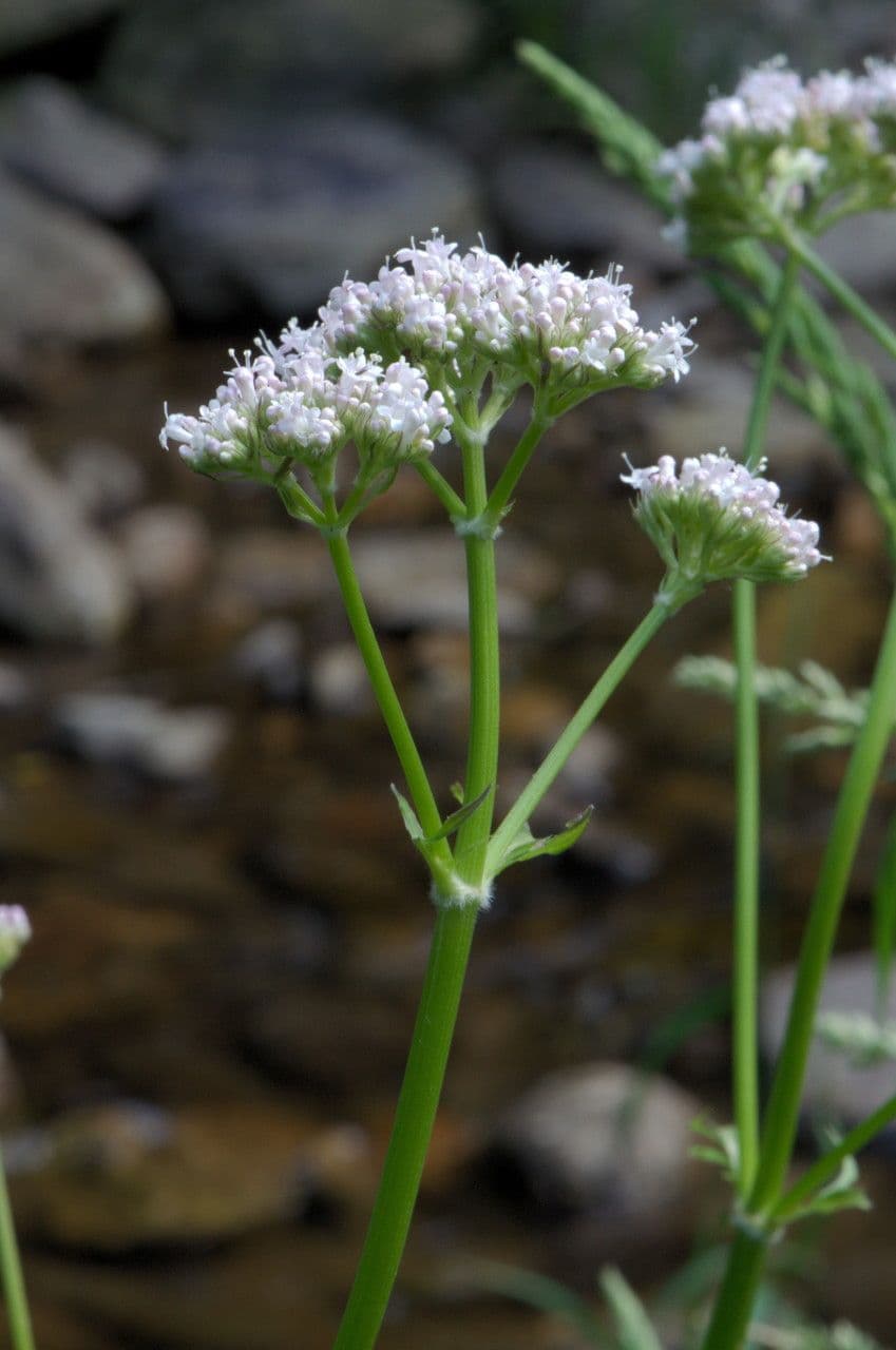 Valeriana comune 28
