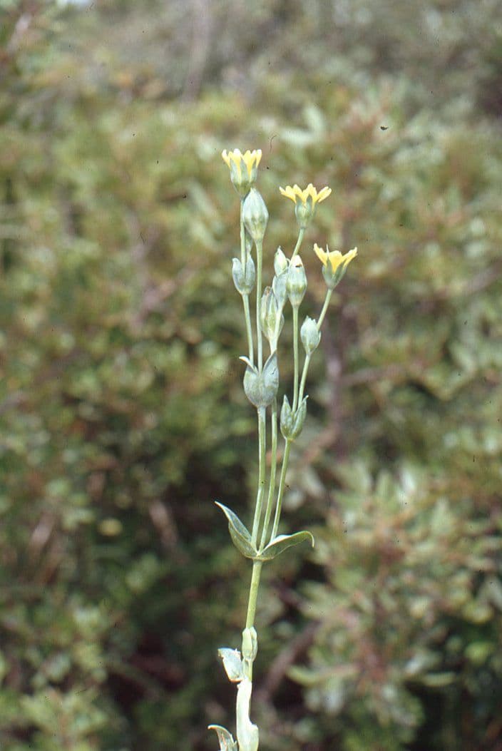 Centaura 28