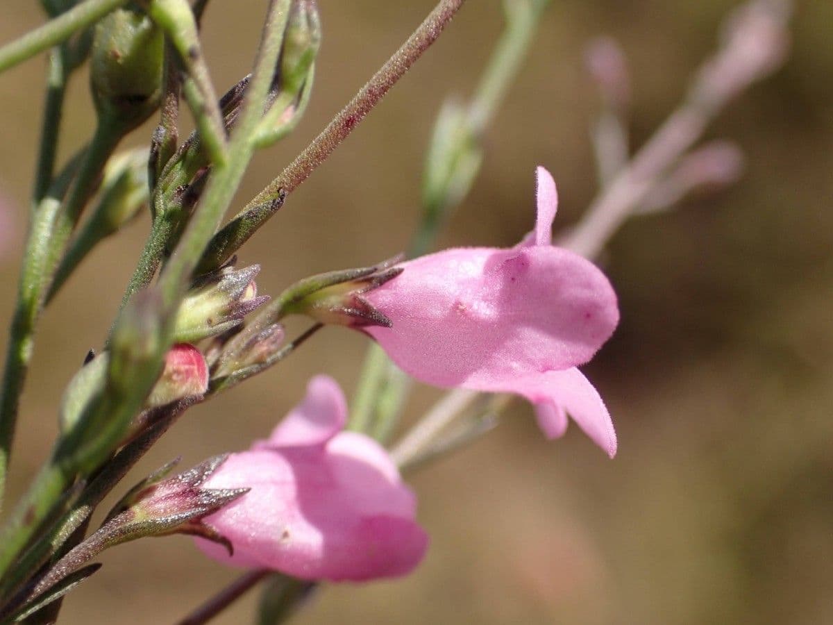 Micrargeria filiforme 2