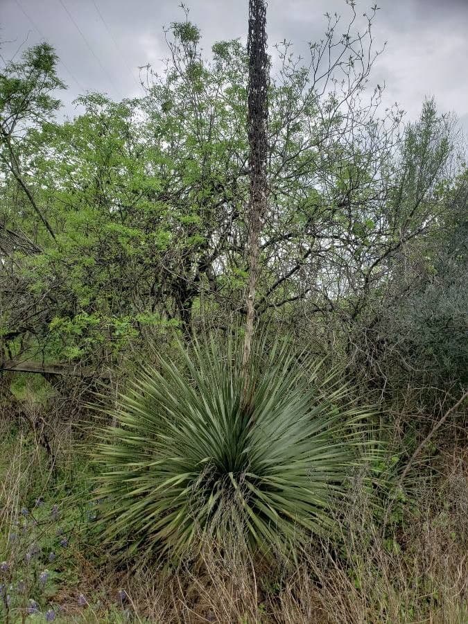 Texas-Sotol 3