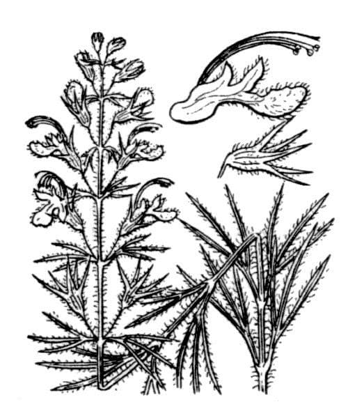 Teucrium pseudochamaepitys 28