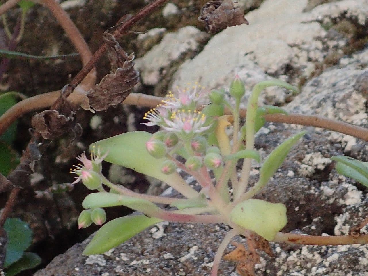 Aeonium 2