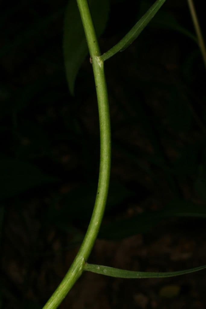 Stenanthium trávolisté 11